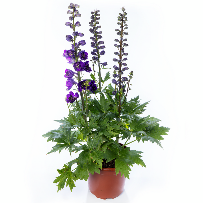 Buy Delphinium 'Dark Blue Black Bee' (Excalibur Series) online UK