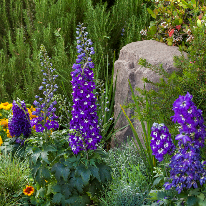 Buy Delphinium 'Dark Blue with White Bee' (Excalibur Series) online UK