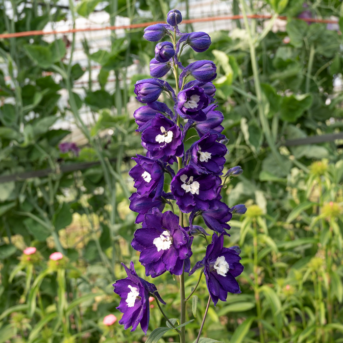 Buy Delphinium 'Dark Blue with White Bee' (Excalibur Series) online UK