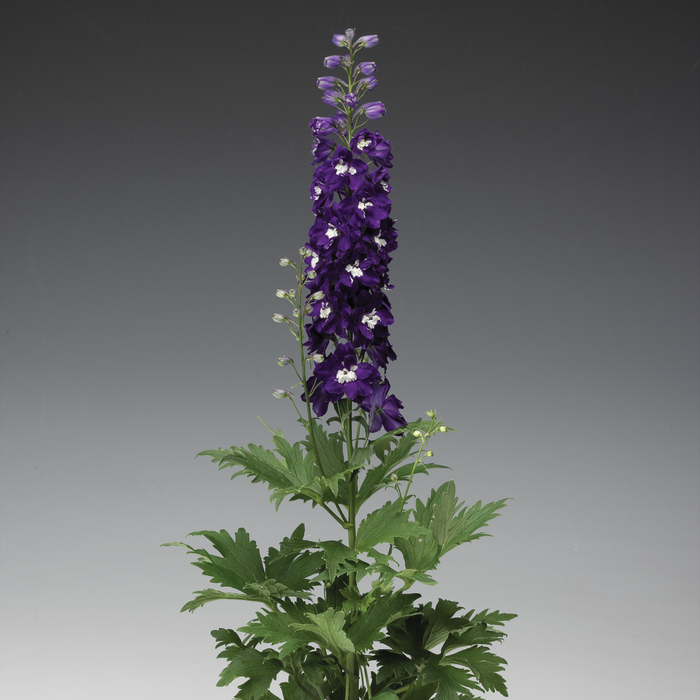 Buy Delphinium 'Dark Blue with White Bee' (Excalibur Series) online UK