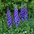 Buy Delphinium elatum 'Blue Fabulosa' (Delgenius Series) online UK