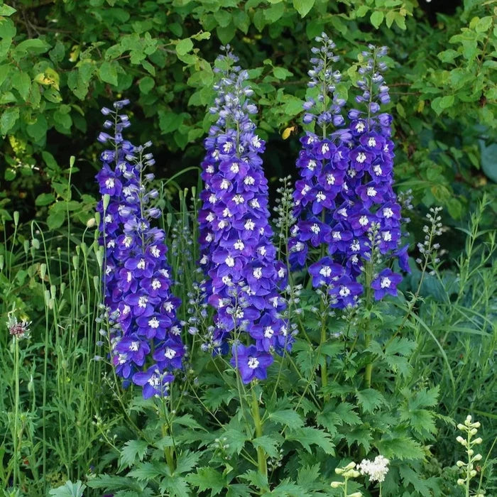 Buy Delphinium elatum 'Blue Fabulosa' (Delgenius Series) online UK