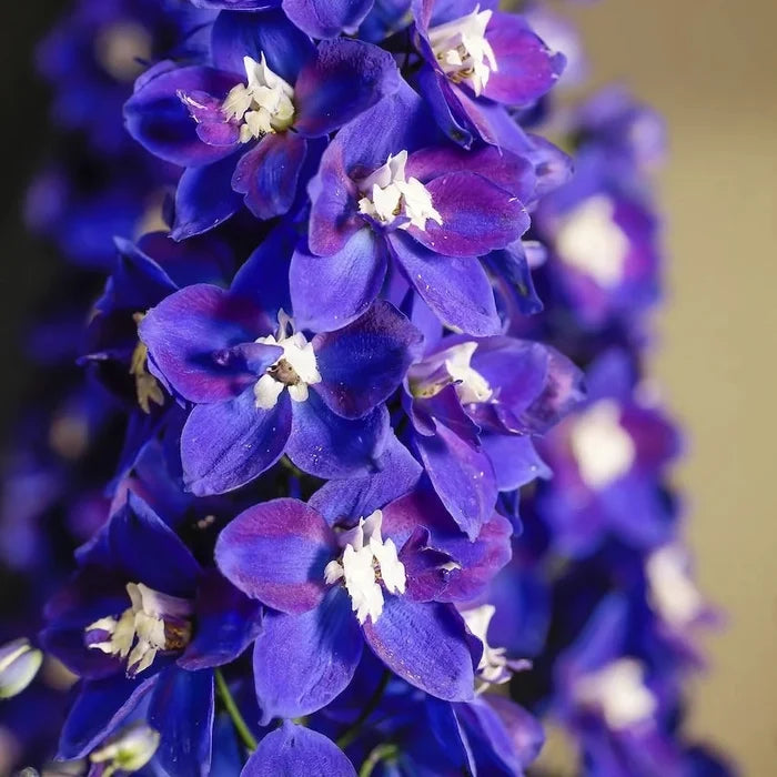 Buy Delphinium elatum 'Blue Fabulosa' (Delgenius Series) online UK