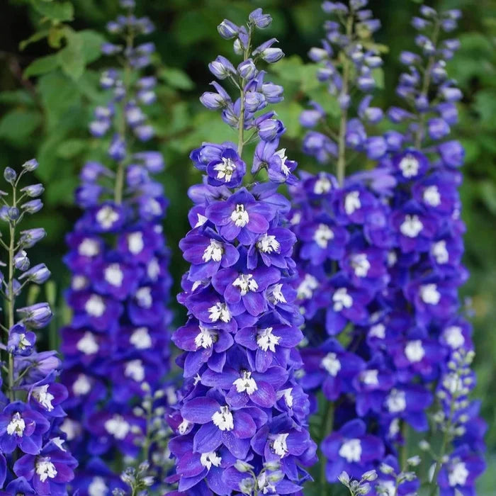 Buy Delphinium elatum 'Blue Fabulosa' (Delgenius Series) online UK