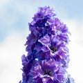 Buy Delphinium elatum 'Bolero' (Highlander Series) online UK