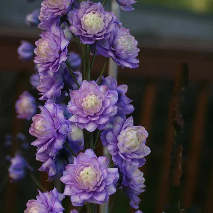 Buy Delphinium elatum 'Bolero' (Highlander Series) online UK