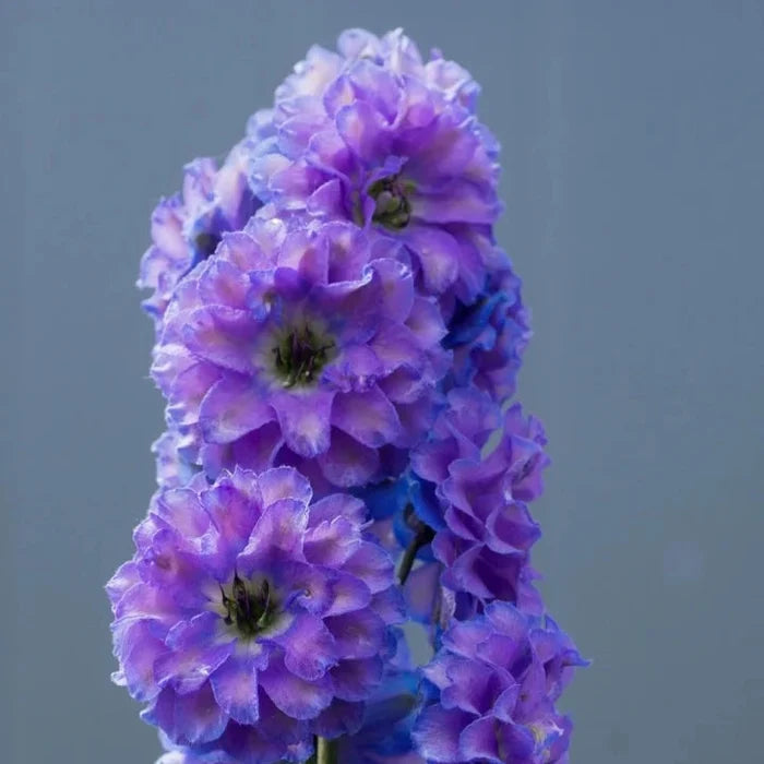 Buy Delphinium elatum 'Bolero' (Highlander Series) online UK