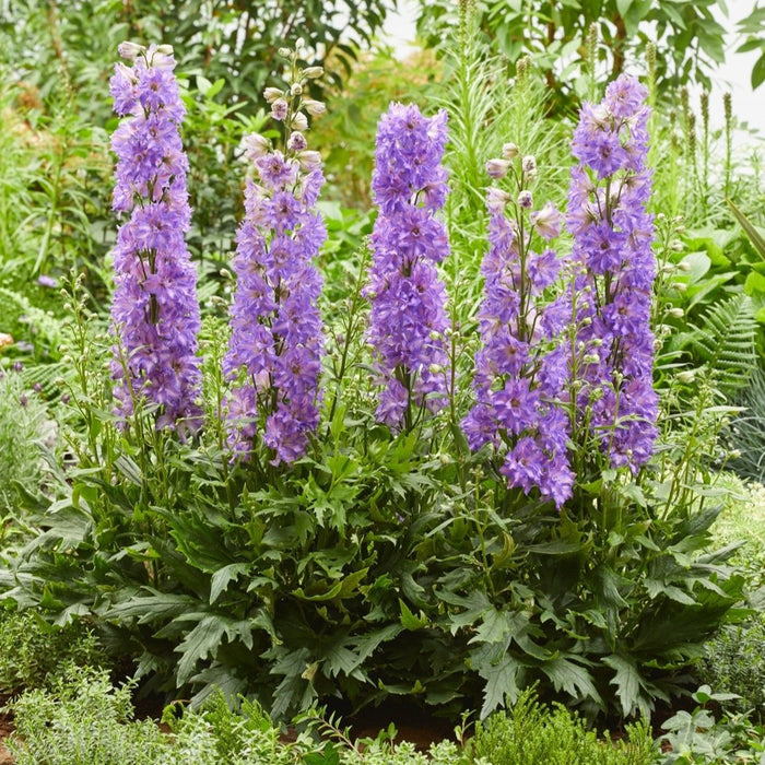 Buy Delphinium elatum 'Breezin' (Delgenius Series) online UK