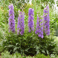 Buy Delphinium elatum 'Breezin' (Delgenius Series) online UK