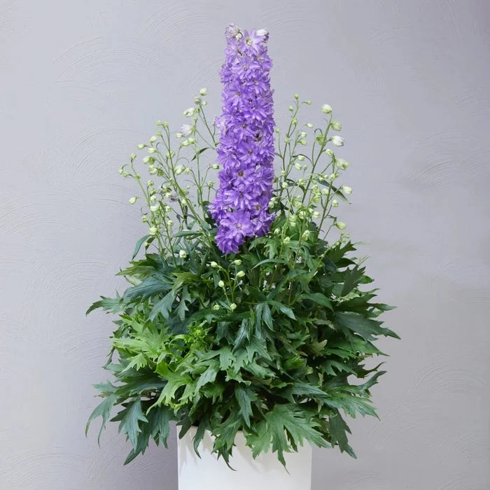 Buy Delphinium elatum 'Breezin' (Delgenius Series) online UK