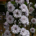 Buy Delphinium elatum 'Cha Cha' (Highlander Series) online UK