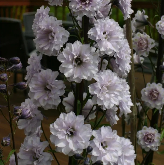 Buy Delphinium elatum 'Cha Cha' (Highlander Series) online UK