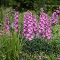 Buy Delphinium elatum 'Chantay' (Delgenius Series) online UK