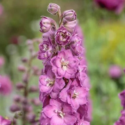 Buy Delphinium elatum 'Chantay' (Delgenius Series) online UK