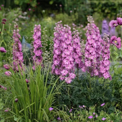Buy Delphinium elatum 'Chantay' (Delgenius Series) online UK