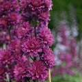 Buy Delphinium elatum 'Flamenco' (Highlander Series) online UK