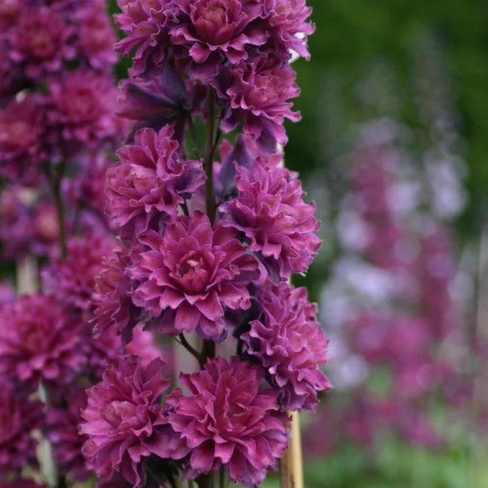 Buy Delphinium elatum 'Flamenco' (Highlander Series) online UK