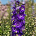 Buy Delphinium elatum 'Glitzy' (Delgenius Series) online UK