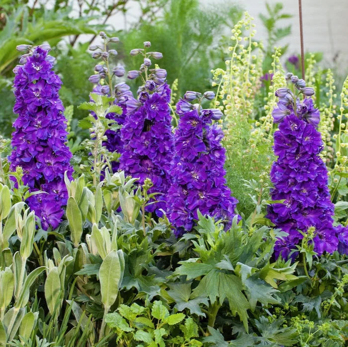 Buy Delphinium elatum 'Kingsley' (Delgenius Series) online UK