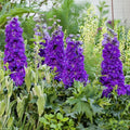 Buy Delphinium elatum 'Kingsley' (Delgenius Series) online UK