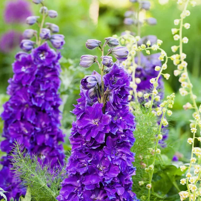 Buy Delphinium elatum 'Kingsley' (Delgenius Series) online UK