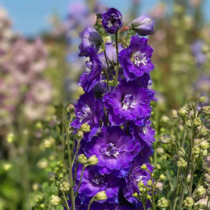 Buy Delphinium elatum 'Kingsley' (Delgenius Series) online UK