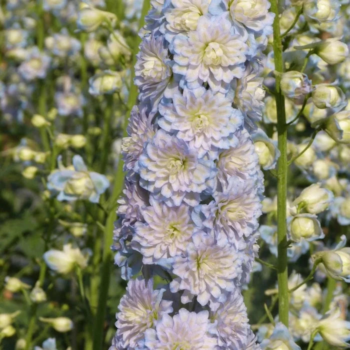Buy Delphinium elatum 'Moon Light' (Highlander Series) online UK