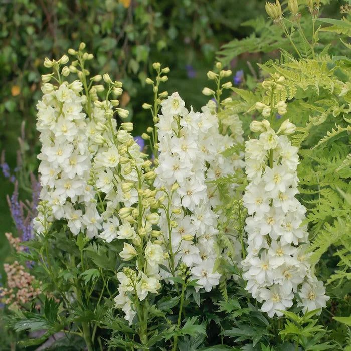 Buy Delphinium elatum 'Neva' (Delgenius Series) online UK