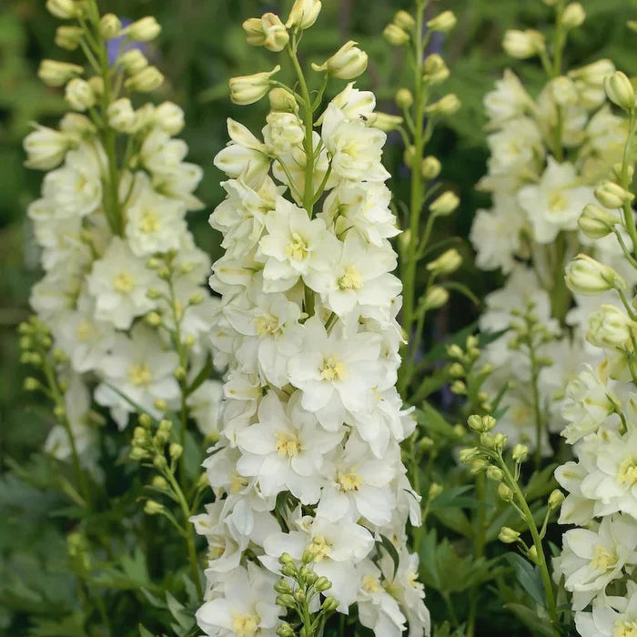 Buy Delphinium elatum 'Neva' (Delgenius Series) online UK