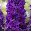 Buy Delphinium elatum 'Paramo Black Velvet' online UK