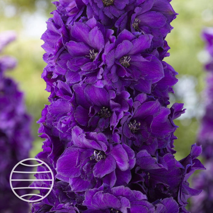 Buy Delphinium elatum 'Paramo Black Velvet' online UK