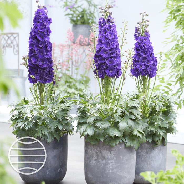 Buy Delphinium elatum 'Paramo Black Velvet' online UK