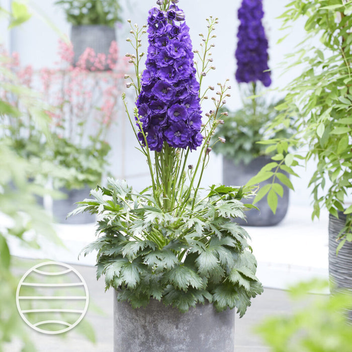 Buy Delphinium elatum 'Paramo Black Velvet' online UK