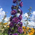 Buy Delphinium elatum 'Sweet Sensation' (Highlander Series) online UK