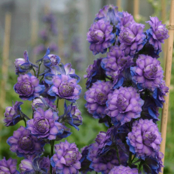 Buy Delphinium elatum 'Sweet Sensation' (Highlander Series) online UK