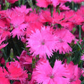 Buy Dianthus 'Pinky McPink Face' online UK