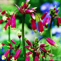 Buy Dichelostemma ida-maia (Firecracker Flower) Bulbs online UK