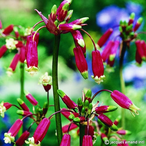 Buy Dichelostemma ida-maia (Firecracker Flower) Bulbs online UK
