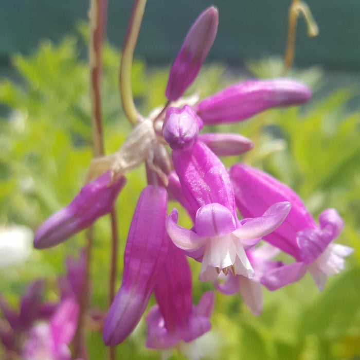Buy Dichelostemma ida-maia 'Pink Diamond' Bulbs online UK
