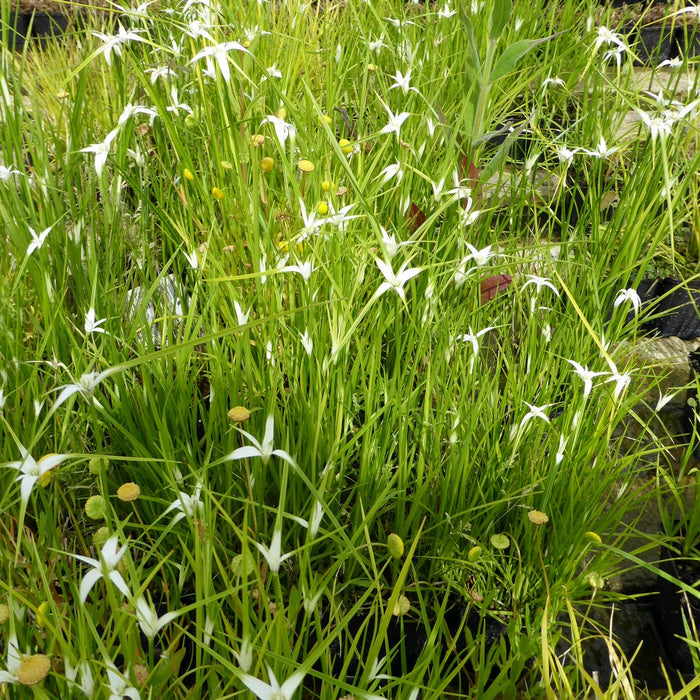 Buy Dichromena colorata (Star Grass) online UK