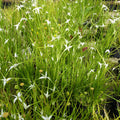 Buy Dichromena colorata (Star Grass) online UK