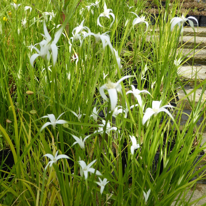 Buy Dichromena colorata (Star Grass) online UK