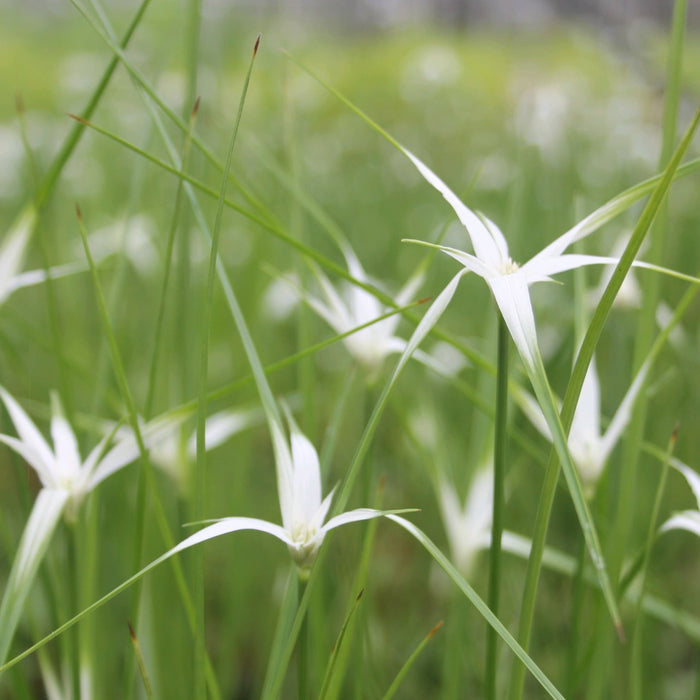 Buy Dichromena colorata (Star Grass) online UK
