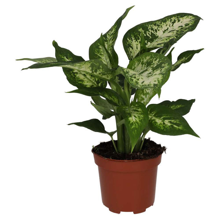 Buy Dieffenbachia sp. (Dumb Cane) online UK