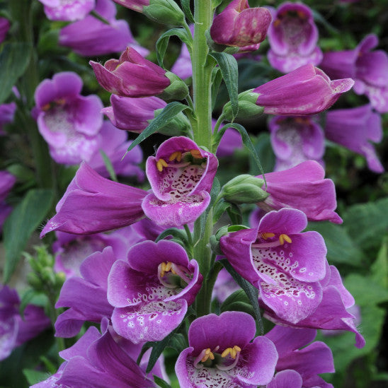 Digitalis purpurea 'Dalmatian Purple'