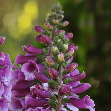 Digitalis purpurea 'Dalmatian Purple'