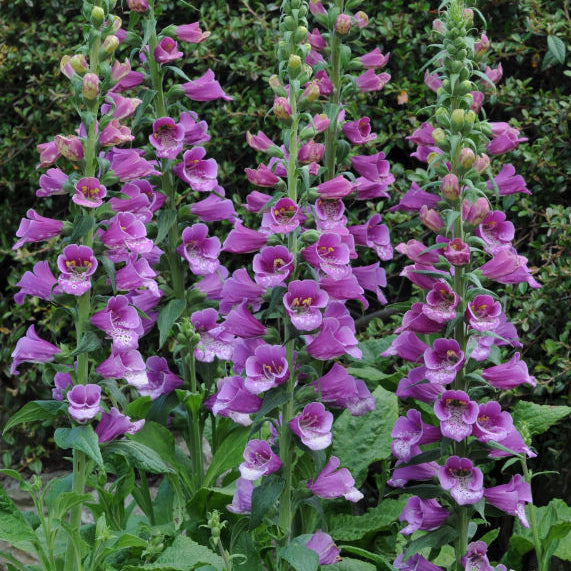 Digitalis purpurea 'Dalmatian Purple'