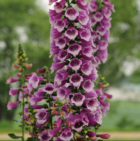 Digitalis purpurea 'Dalmatian Purple'