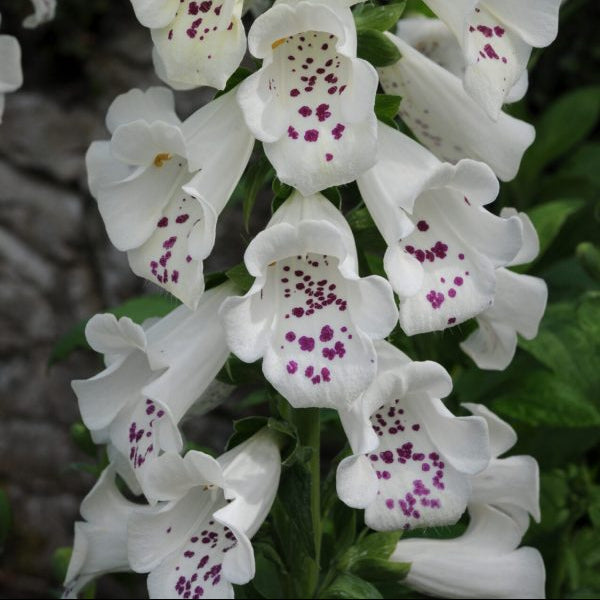 Digitalis purpurea 'Dalmatian White'