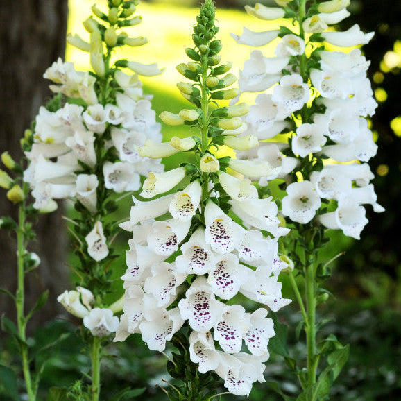 Digitalis purpurea 'Dalmatian White'